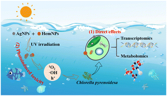 Graphical abstract: Mechanisms of photoinduced toxicity of AgNPs to the microalgae Chlorella pyrenoidosa in the presence of hematite nanoparticles: insights from transcriptomics, metabolomics and the photochemical index