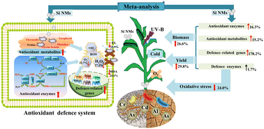 Graphical abstract: Nanosilicon alters oxidative stress and defence reactions in plants: a meta-analysis, mechanism and perspective