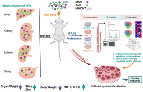 Graphical abstract: Proteomics analysis of MSN, MWCNT and ZnO nanoparticle-induced alteration in prepubertal rat ovary