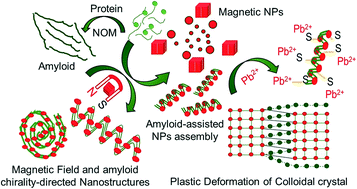 Graphical abstract: NOM-assisted, amyloid-enriched, hierarchical self-assembled nanostructures of maghemite nanoparticles and their plastic deformation: role of magnetic fields, Pb2+, and biomolecular conformations