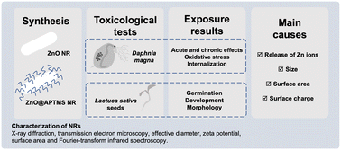 Graphical abstract: Toxicological effects of pure and amine-functionalized ZnO nanorods on Daphnia magna and Lactuca sativa