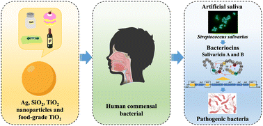 Graphical abstract: Food-related engineered nanoparticles and food-grade TiO2 impact the metabolism of a human commensal bacterial strain in physiologically relevant conditions