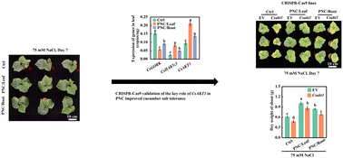 Graphical abstract: CsAKT1 is a key gene for the CeO2 nanoparticle's improved cucumber salt tolerance: a validation from CRISPR-Cas9 lines