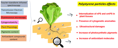 Graphical abstract: Nano and submicron fluorescent polystyrene particles internalization and translocation in seedlings of Cichorium endivia L.