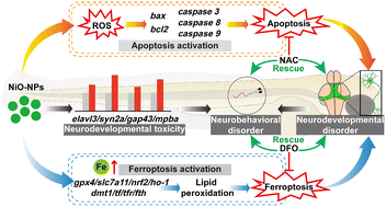 Graphical abstract: Nickel oxide nanoparticles induce developmental neurotoxicity in zebrafish by triggering both apoptosis and ferroptosis