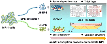 Graphical abstract: Molecular composition determines the adsorption behaviors of loosely- and tightly-bound extracellular polymeric substances (EPS) from Shewanella oneidensis MR-1 on hematite nanoparticles