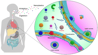 Graphical abstract: Distinguishing the nanoplastic–cell membrane interface by polymer type and aging properties: translocation, transformation and perturbation