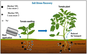 Graphical abstract: Biochar nanoparticles alleviate salt stress in tomato (Solanum lycopersicum) seedlings