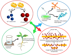 Graphical abstract: Topologically Zn2+ hybridized ZnS nanospheres (Zn2+/nZnS) efficiently restrained the infection of Fusarium verticillioides in rice seeds by hyphal disorganization and nutritional modulation