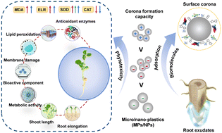 Graphical abstract: Regulatory mechanisms of phytotoxicity and corona formation on sprouts by differently charged and sized polystyrene micro/nano-plastics