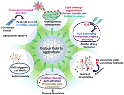 Graphical abstract: An insight into the role of carbon dots in the agriculture system: a review