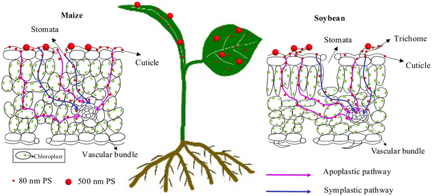 Graphical abstract: Foliar uptake and in-leaf translocation of micro(nano)plastics and their interaction with epicuticular wax