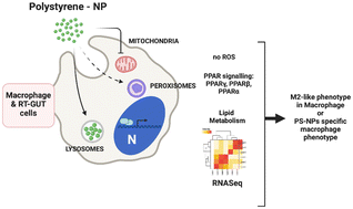 Graphical abstract: Polystyrene nanoplastics target lysosomes interfering with lipid metabolism through the PPAR system and affecting macrophage functionalization