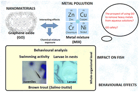 Graphical abstract: Interacting effects of graphene oxide derivatives and trace metals on freshwater brown trout (Salmo trutta L.) behaviour at different stages of development