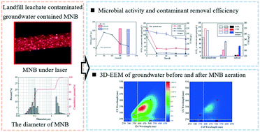 Graphical abstract: Removal efficiency of organic contaminants in landfill leachate contaminated groundwater under oxygen micro–nano bubble aeration