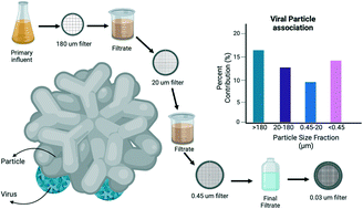 Graphical abstract: Particle association and size fraction of molecular viral fecal pollution indicators in wastewater