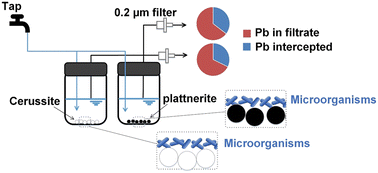 Graphical abstract: Release and migration of Pb from Pb(ii) and Pb(iv) compounds in the presence of microbiological activity