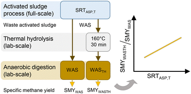 Graphical abstract: Efficacy of thermal hydrolysis for boosting specific methane yield depending on temperature-normalized solids retention time in an activated sludge process