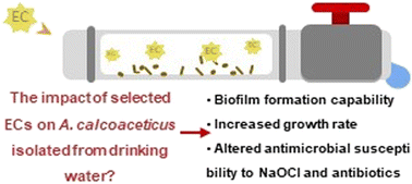 Graphical abstract: The effects of emerging contaminants on the behaviour of Acinetobacter calcoaceticus derived from biofilms