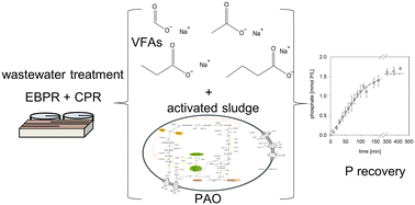 Graphical abstract: Phosphorus recovery by re-dissolution from activated sludge – effects of carbon source and supplementation level revisited