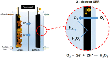 Graphical abstract: Surface modification of carbon catalysts for efficient production of H2O2 in bioelectrochemical systems