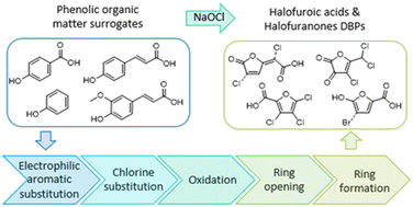 Graphical abstract: The formation of furan-like disinfection byproducts from phenolic precursors