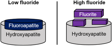 Graphical abstract: Fluoride removal by calcite and hydroxyapatite