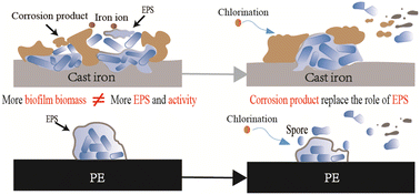 Graphical abstract: Assessment of the microbiological safety of drinking water in outdoor pipe materials: biofilm formation and chlorine resistance of typical bacteria