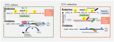 Graphical abstract: Differences in microbial diversity, composition and function during V(v) release and reduction in nitrate–V(v) co-contaminated water from liquid carbon sources