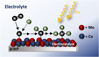Graphical abstract: Designing mixed-metal electrocatalyst systems for photoelectrochemical dinitrogen activation