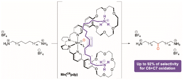 Graphical abstract: Site-selective methylene C–H oxidation of an alkyl diamine enabled by supramolecular recognition using a bioinspired manganese catalyst