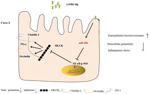 Graphical abstract: Postbiotics derived from Lactobacillus plantarum 1.0386 ameliorate lipopolysaccharide-induced tight junction injury via MicroRNA-200c-3p mediated activation of the MLCK-MLC pathway in Caco-2 cells