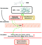 Graphical abstract: Moderation of gut microbiota and bile acid metabolism by chlorogenic acid improves high-fructose-induced salt-sensitive hypertension in mice
