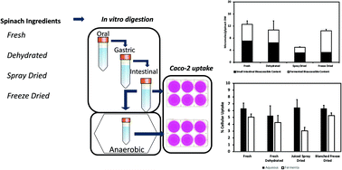 Graphical abstract: Bioaccessibility and intestinal cell uptake of carotenoids and chlorophylls differ in powdered spinach by the ingredient form as measured using in vitro gastrointestinal digestion and anaerobic fecal fermentation models