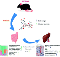 Graphical abstract: Astilbin from Smilax glabra Roxb. alleviates high-fat diet-induced metabolic dysfunction