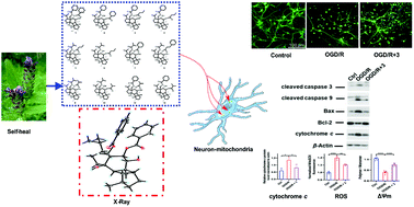 Graphical abstract: Vulgarisin-type diterpenoids from self-heal (Prunella vulgaris) and their neuroprotective effects against ischemia/reperfusion (I/R) via a mitochondria-related pathway