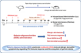 Graphical abstract: Ameliorating the efficacy of galacto-oligosaccharides on ovalumin-induced allergic dermatitis symptoms in Balb/c mice by regulating Th2 immune response and the ecosystem of gut microbiota