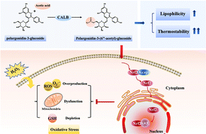 Graphical abstract: Acetylated pelargonidin-3-O-glucoside exhibits promising thermostability, lipophilicity, and protectivity against oxidative damage by activating the Nrf2/ARE pathway