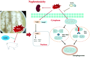 Graphical abstract: Lactobacillus rhamnosus GG ameliorates deoxynivalenol-induced kidney oxidative damage and mitochondrial injury in weaned piglets