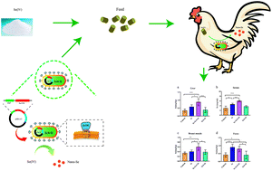Graphical abstract: Improving selenium accumulation in broilers using Escherichia coli Nissle 1917 with surface-displayed selenite reductase SerV01