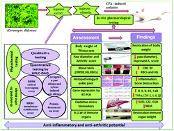 Graphical abstract: HPLC -DAD analysis, anti-inflammatory and anti-arthritic potentials of Coronopus didymus (L.) Sm. extracts: effects on pro- and anti-inflammatory cytokines, COX-2, I-κβ, NF-κβ and oxidative stress biomarkers