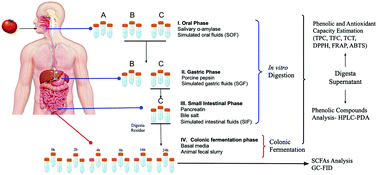 Graphical abstract: Bioaccessibility and movement of phenolic compounds from tomato (Solanum lycopersicum) during in vitro gastrointestinal digestion and colonic fermentation