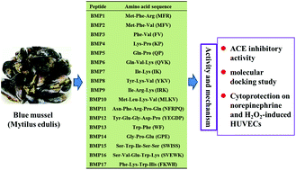 Graphical abstract: Seventeen novel angiotensin converting enzyme (ACE) inhibitory peptides from the protein hydrolysate of Mytilus edulis: isolation, identification, molecular docking study, and protective function on HUVECs