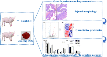 Graphical abstract: Pyrroloquinoline quinone regulates glycolipid metabolism in the jejunum via inhibiting AMPK phosphorylation of weaned pigs