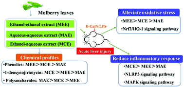 Graphical abstract: Hepatoprotective effects of different mulberry leaf extracts against acute liver injury in rats by alleviating oxidative stress and inflammatory response