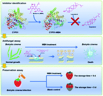 Graphical abstract: Mulberrin inhibits Botrytis cinerea for strawberry storage by interfering with the bioactivity of 14α-demethylase (CYP51)