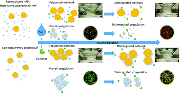 Graphical abstract: Comparison of conventional heat-treated and membrane filtered infant formulas using an in vitro semi-dynamic digestion method