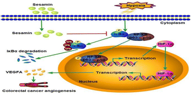 Graphical abstract: Sesamin inhibits hypoxia-stimulated angiogenesis via the NF-κB p65/HIF-1α/VEGFA signaling pathway in human colorectal cancer