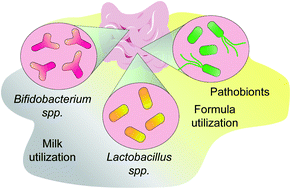 Graphical abstract: Identifying single-strain growth patterns of human gut microbes in response to preterm human milk and formula