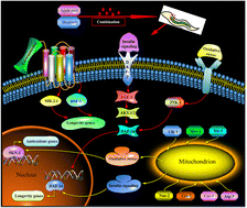 Graphical abstract: Mitochondria are involved in the combination of blueberry and apple peel extracts synergistically ameliorating the lifespan and oxidative stress in Caenorhabditis elegans